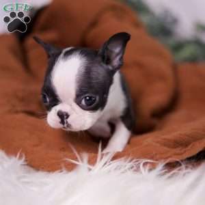 Wilma (Tiny), Boston Terrier Puppy